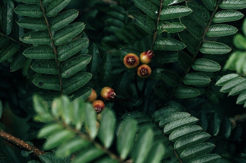 Sorbus wilsoniana