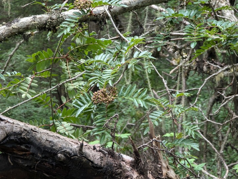 Sorbus wilsoniana photo 2