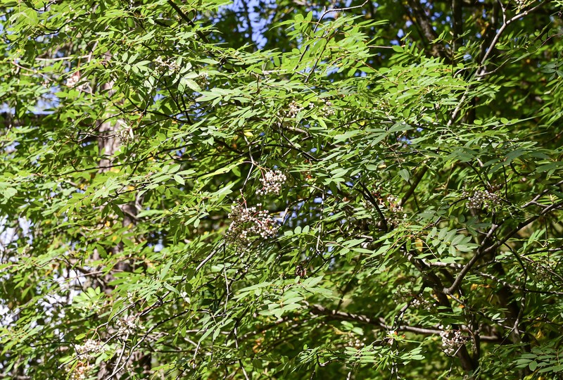 Sorbus wilsoniana photo 3