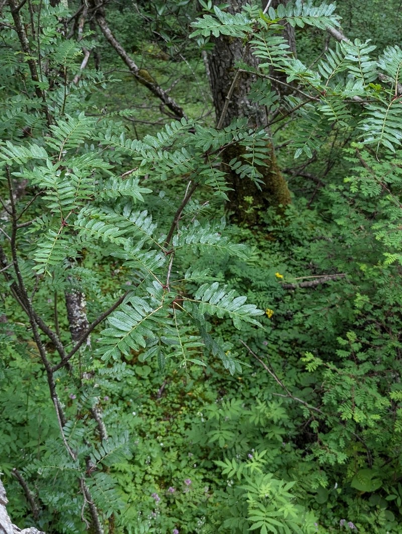Sorbus wilsoniana photo 4