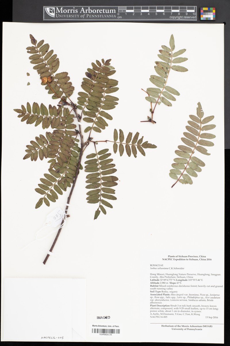 Sorbus wilsoniana photo 5