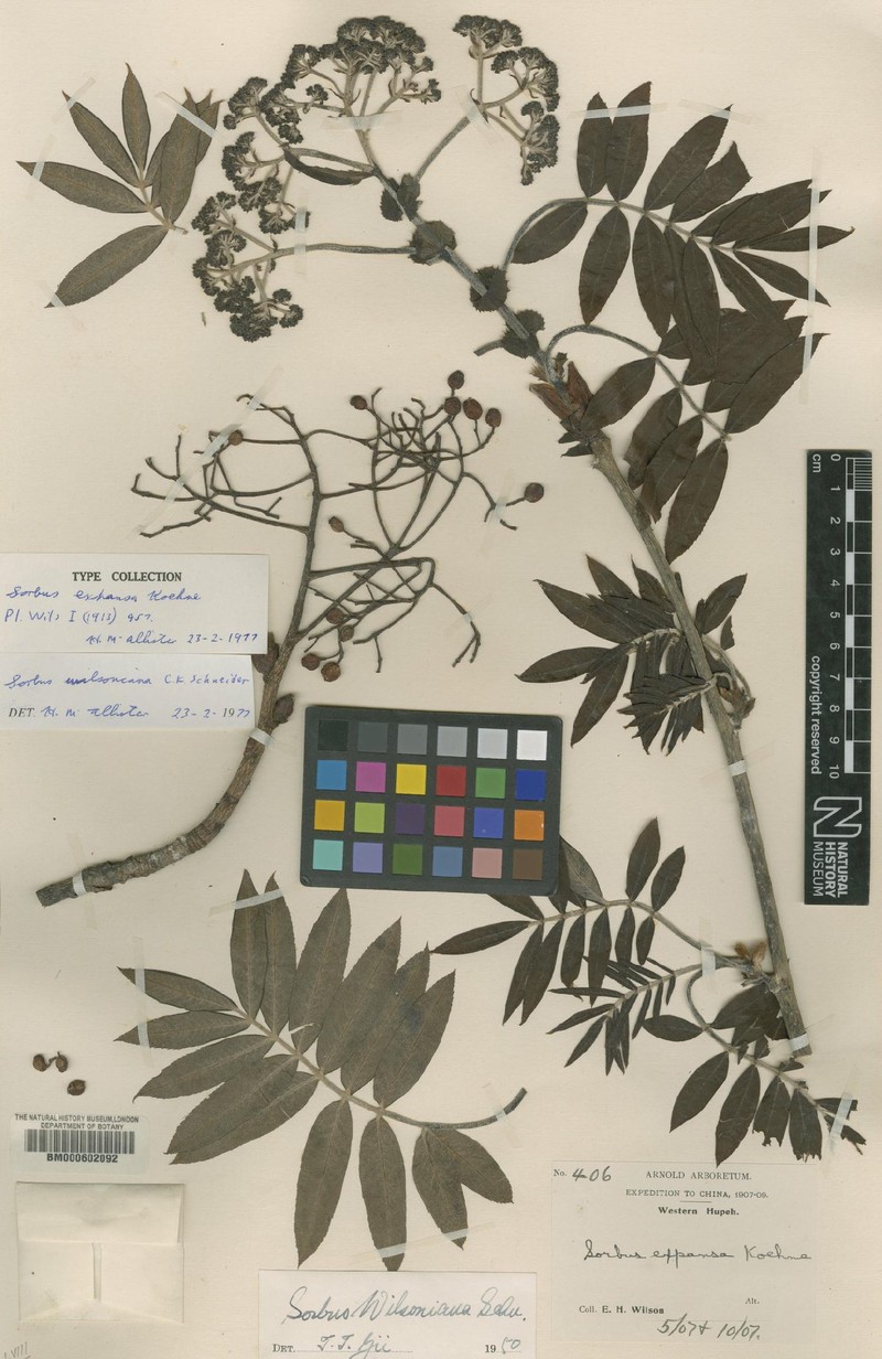 Sorbus wilsoniana photo 7