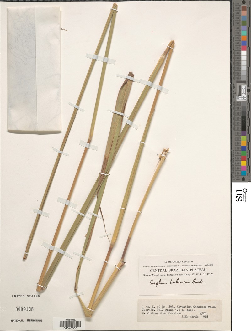 Sorghastrum balansae