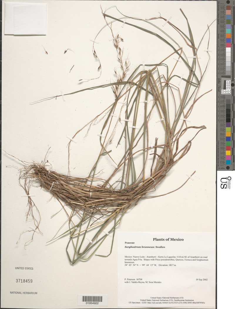 Sorghastrum brunneum