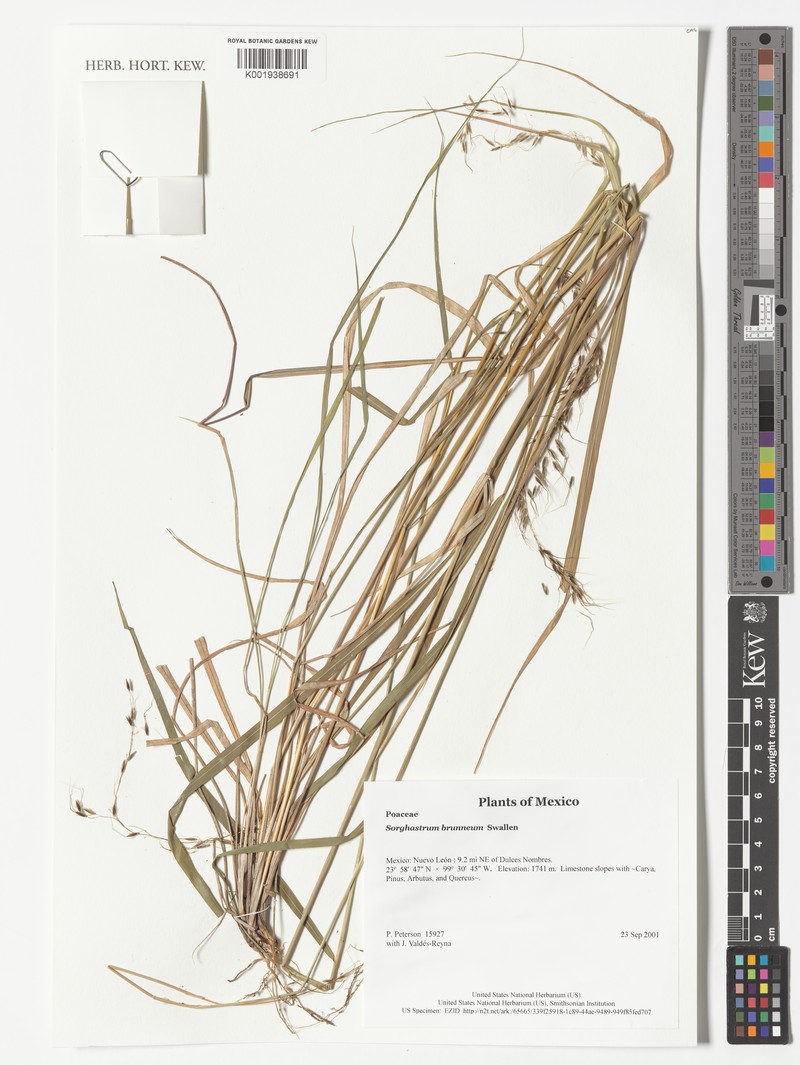 Sorghastrum brunneum photo 2