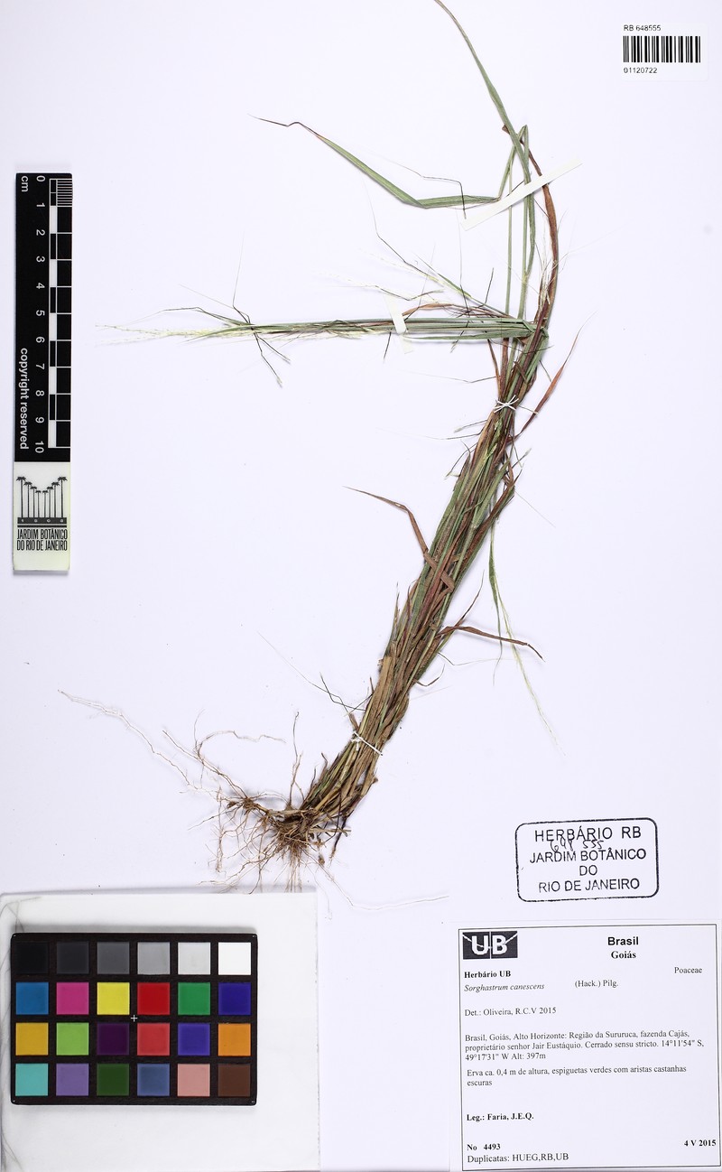 Sorghastrum canescens