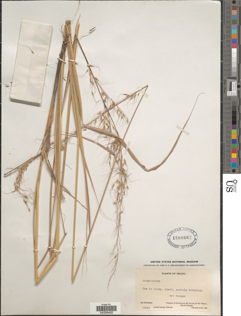 Sorghastrum contractum