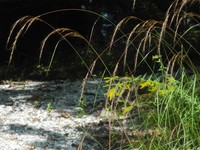 Slender Indiangrass