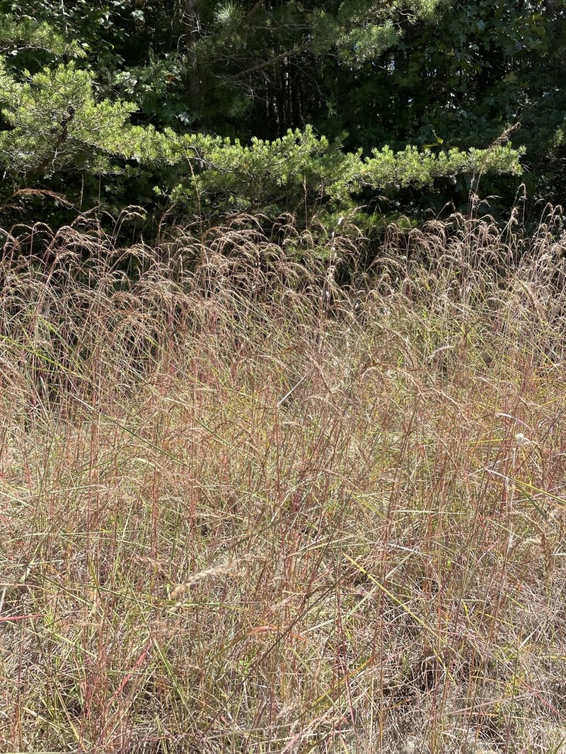 Slender Indiangrass photo 2