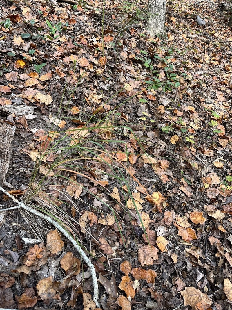 Slender Indiangrass photo 3