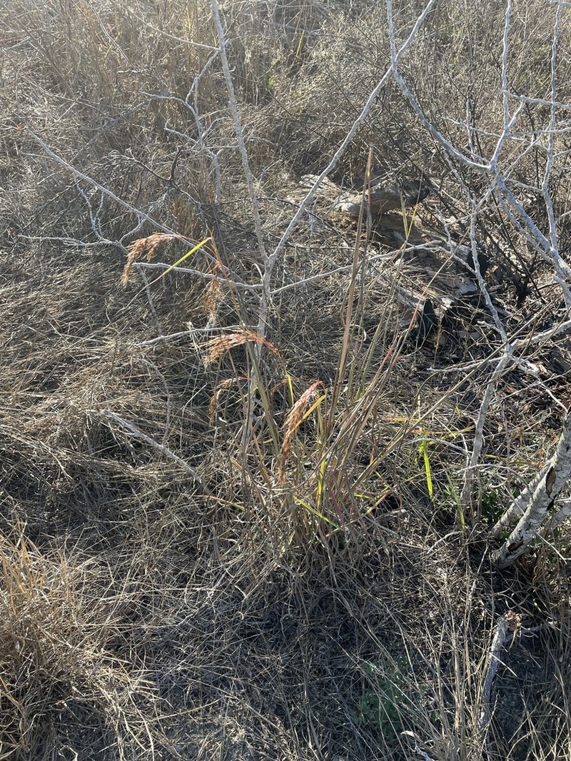 Slender Indiangrass photo 4