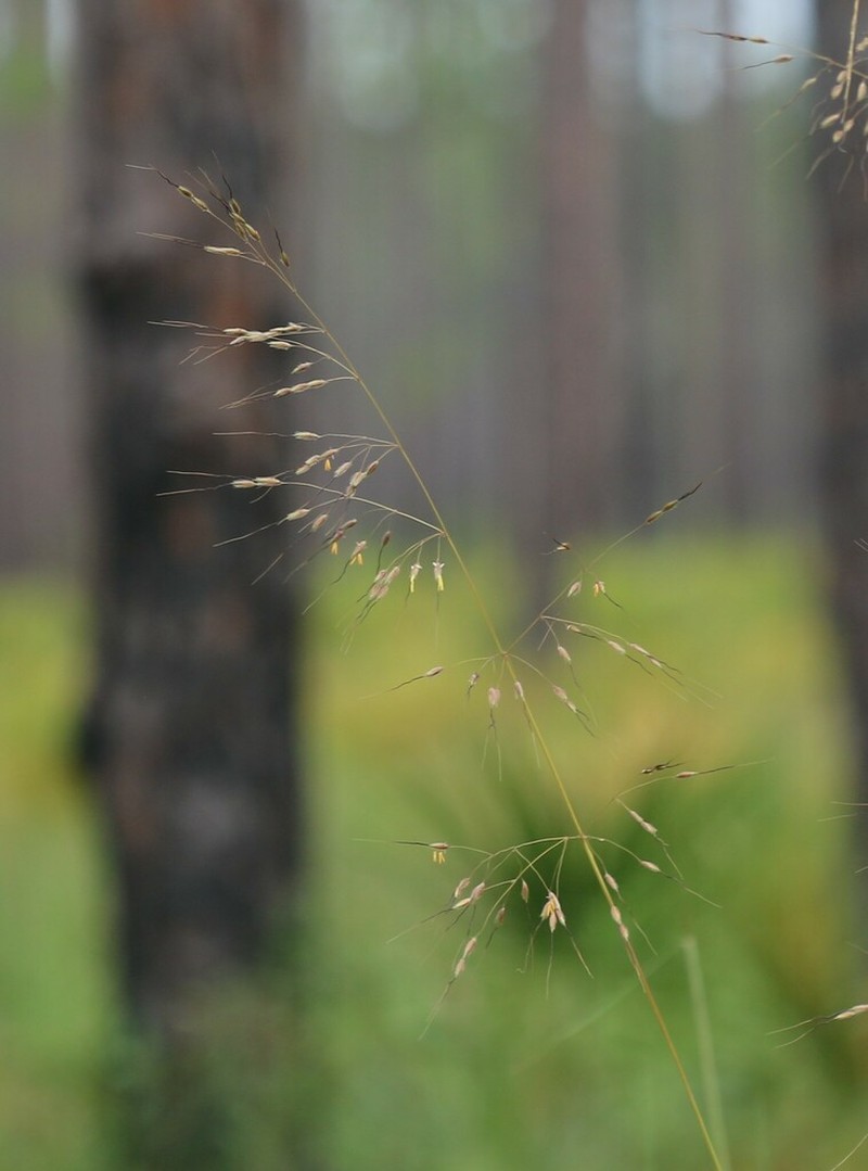 Slender Indiangrass photo 5