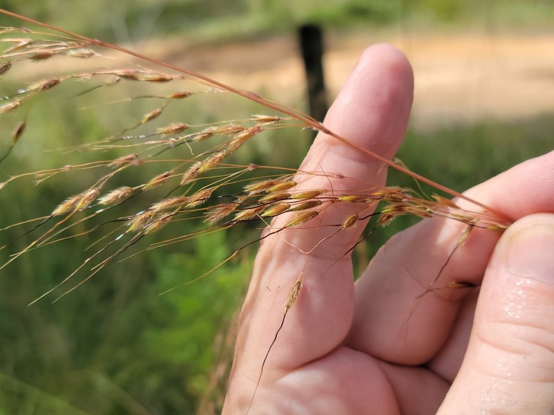 Slender Indiangrass photo 6