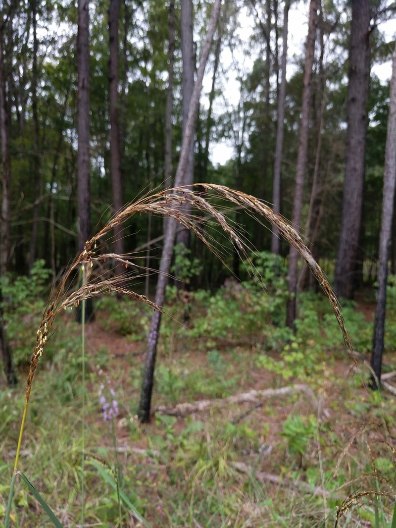 Slender Indiangrass photo 7
