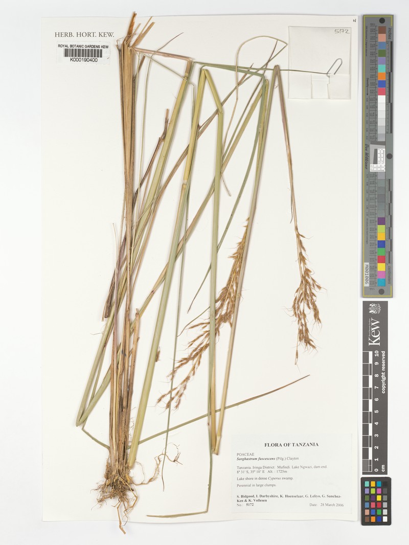 Sorghastrum fuscescens