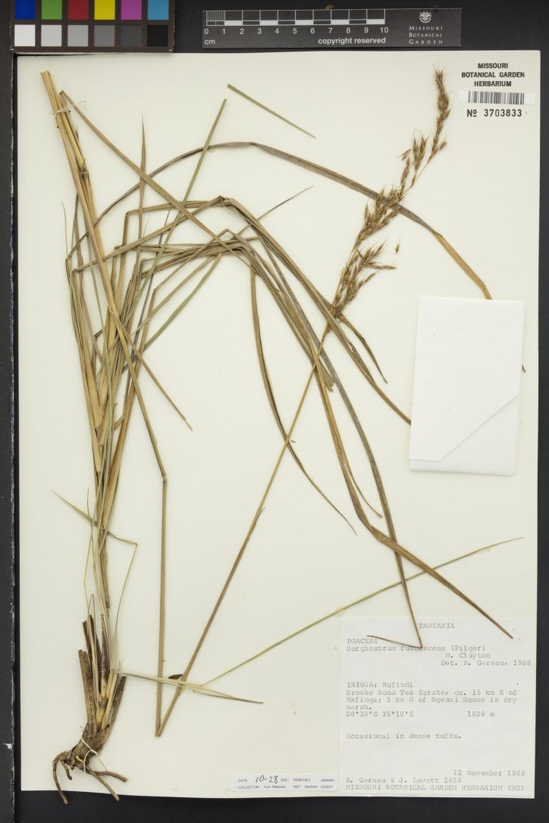 Sorghastrum fuscescens photo 2
