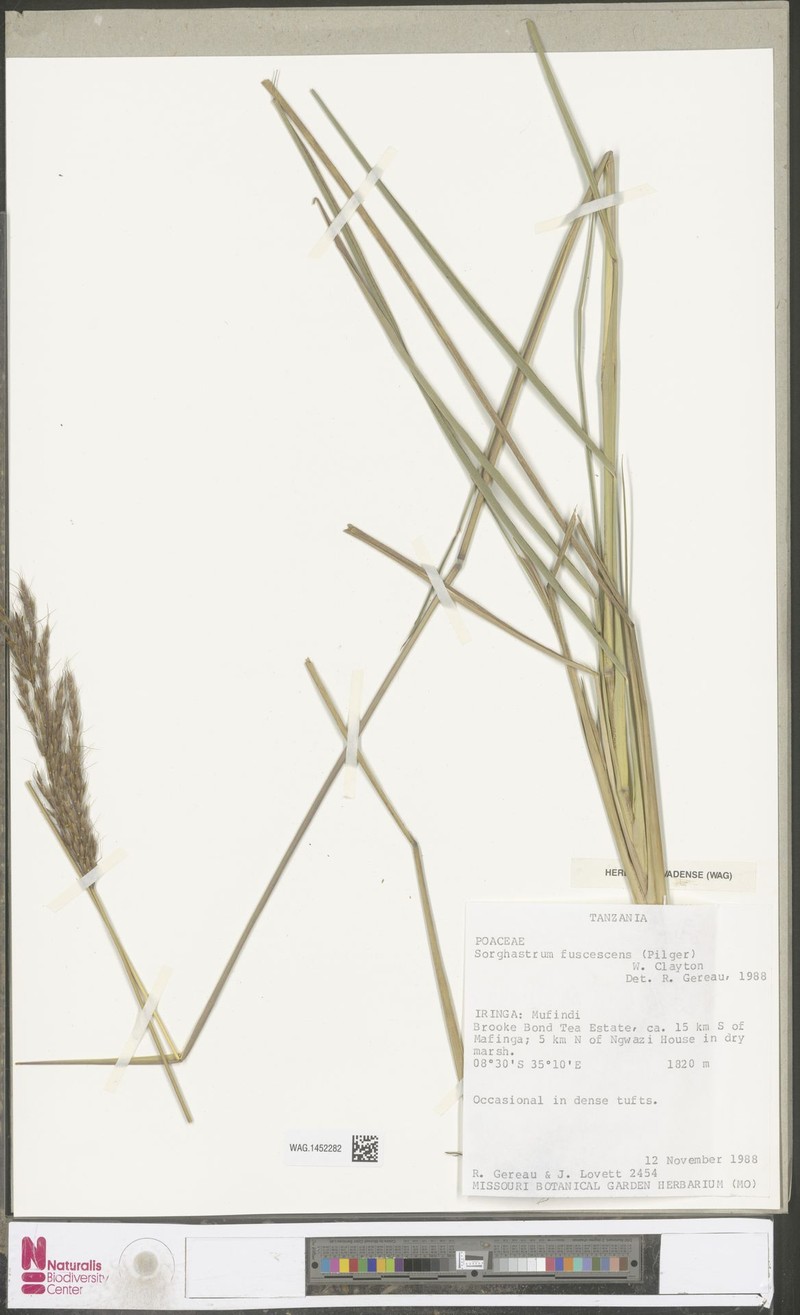 Sorghastrum fuscescens photo 3