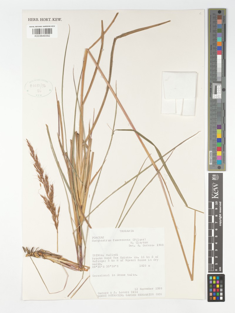 Sorghastrum fuscescens photo 4