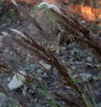 Sorghastrum incompletum