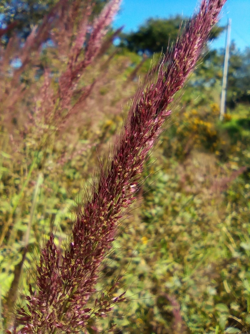 Sorghastrum incompletum photo 2