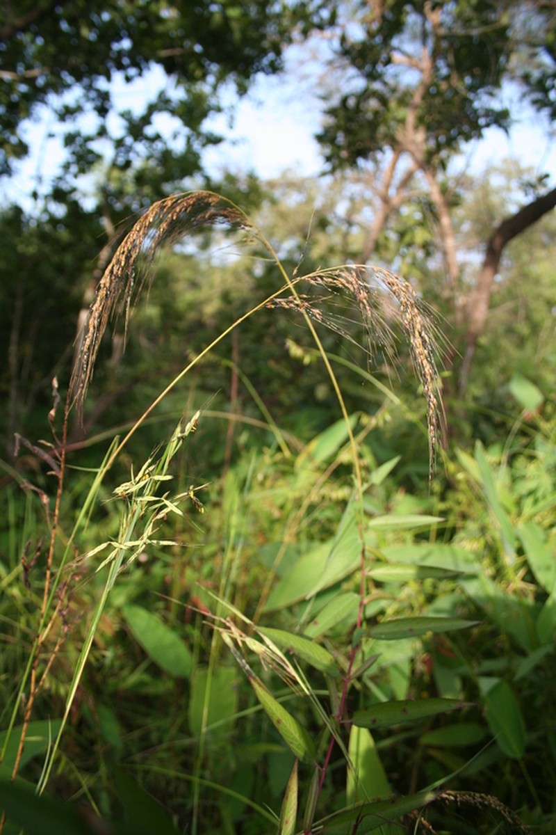 Sorghastrum incompletum photo 3