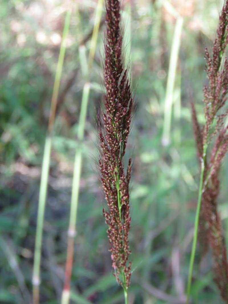 Sorghastrum incompletum photo 4