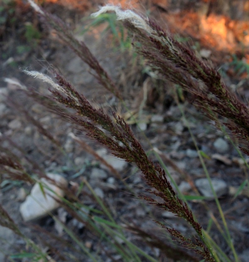 Sorghastrum incompletum photo 5