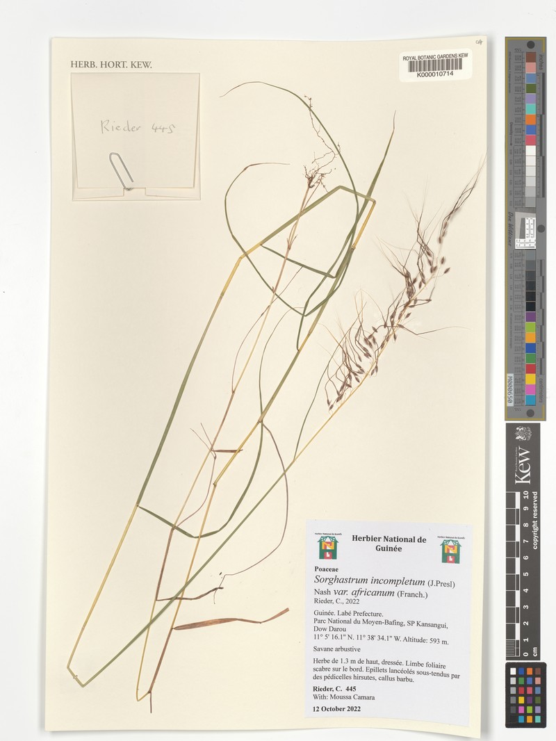 Sorghastrum incompletum photo 6