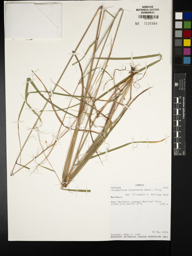 Sorghastrum incompletum photo 7