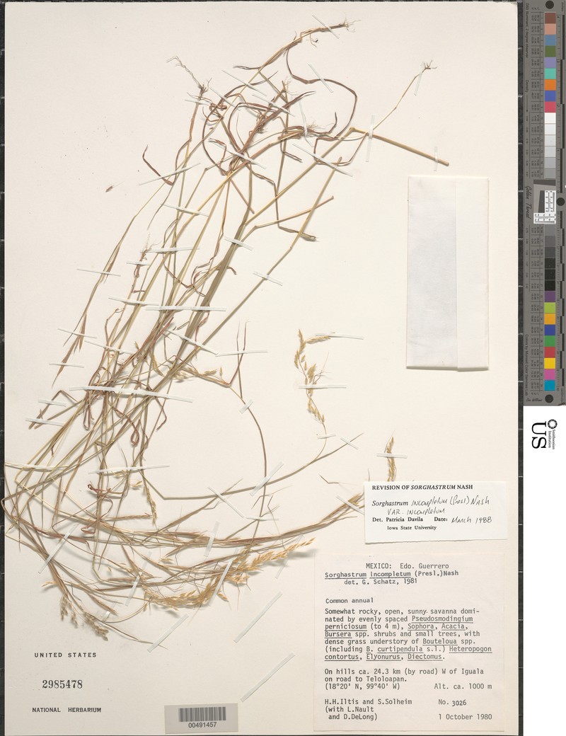 Sorghastrum incompletum var. incompletum