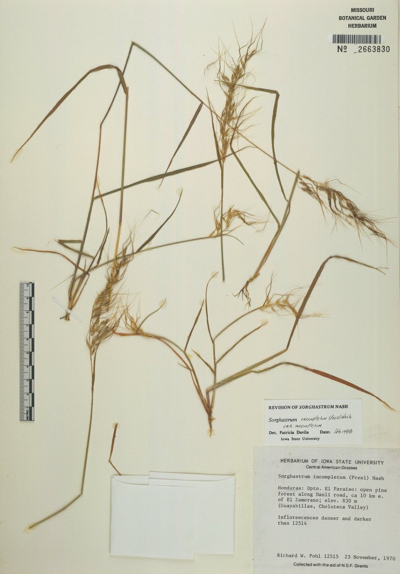 Sorghastrum incompletum var. incompletum photo 2