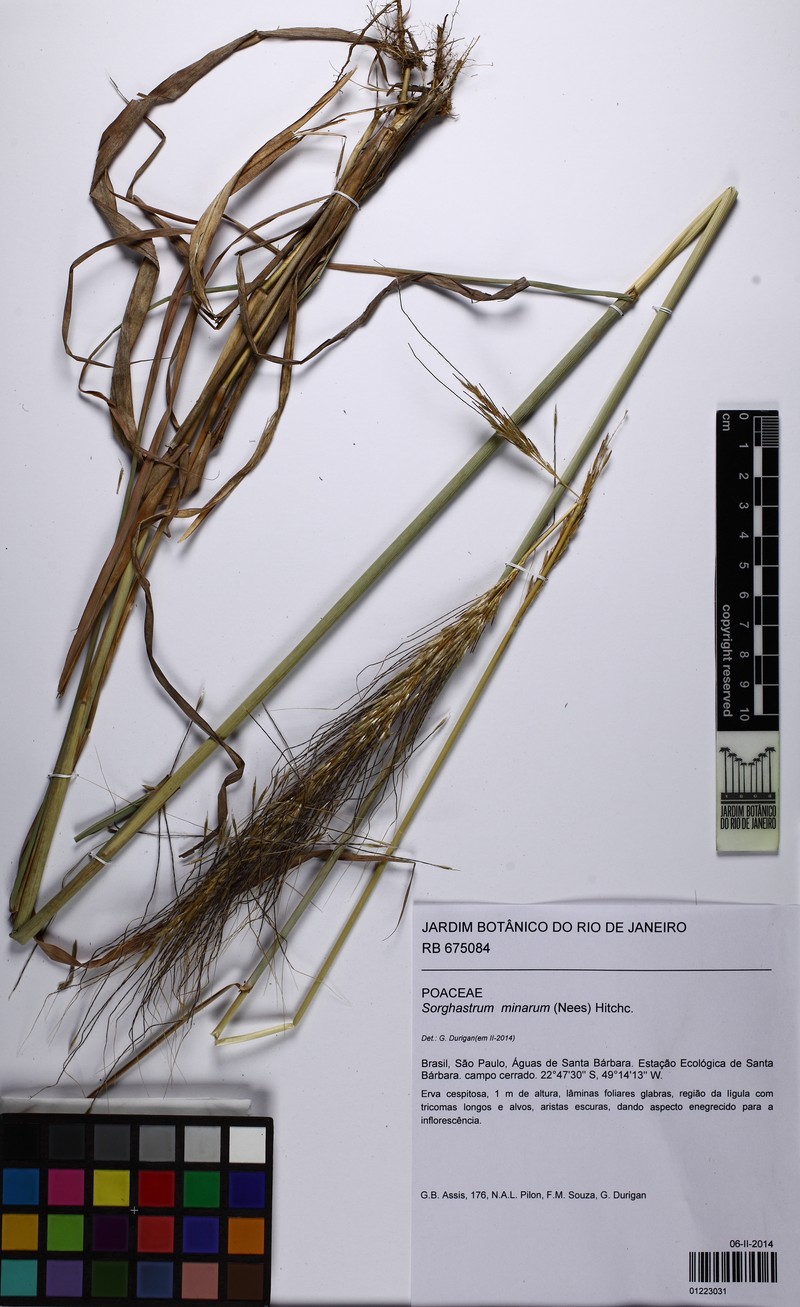 Sorghastrum minarum