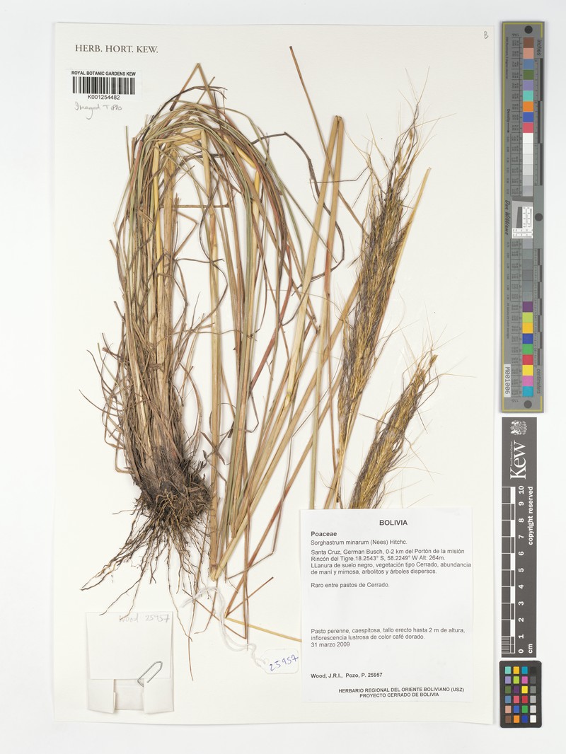 Sorghastrum minarum photo 2