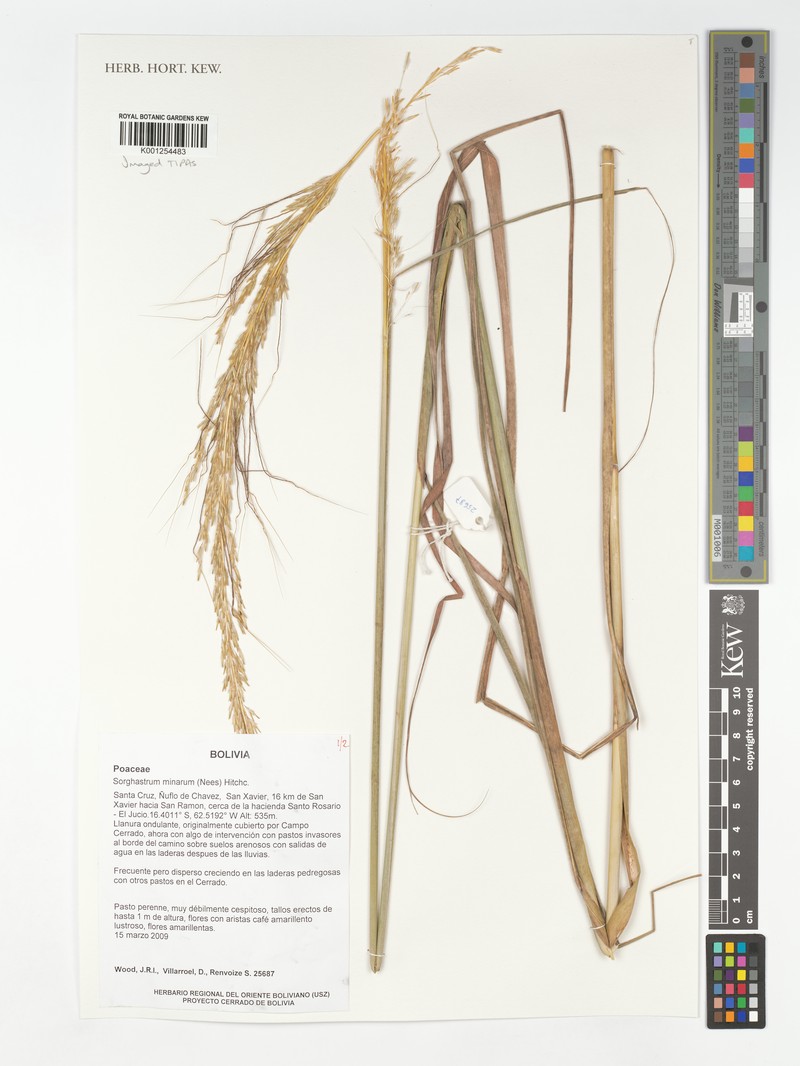 Sorghastrum minarum photo 3