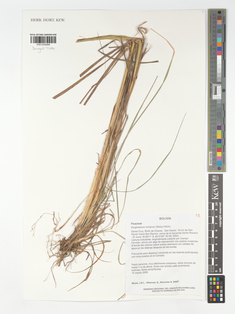 Sorghastrum minarum photo 4