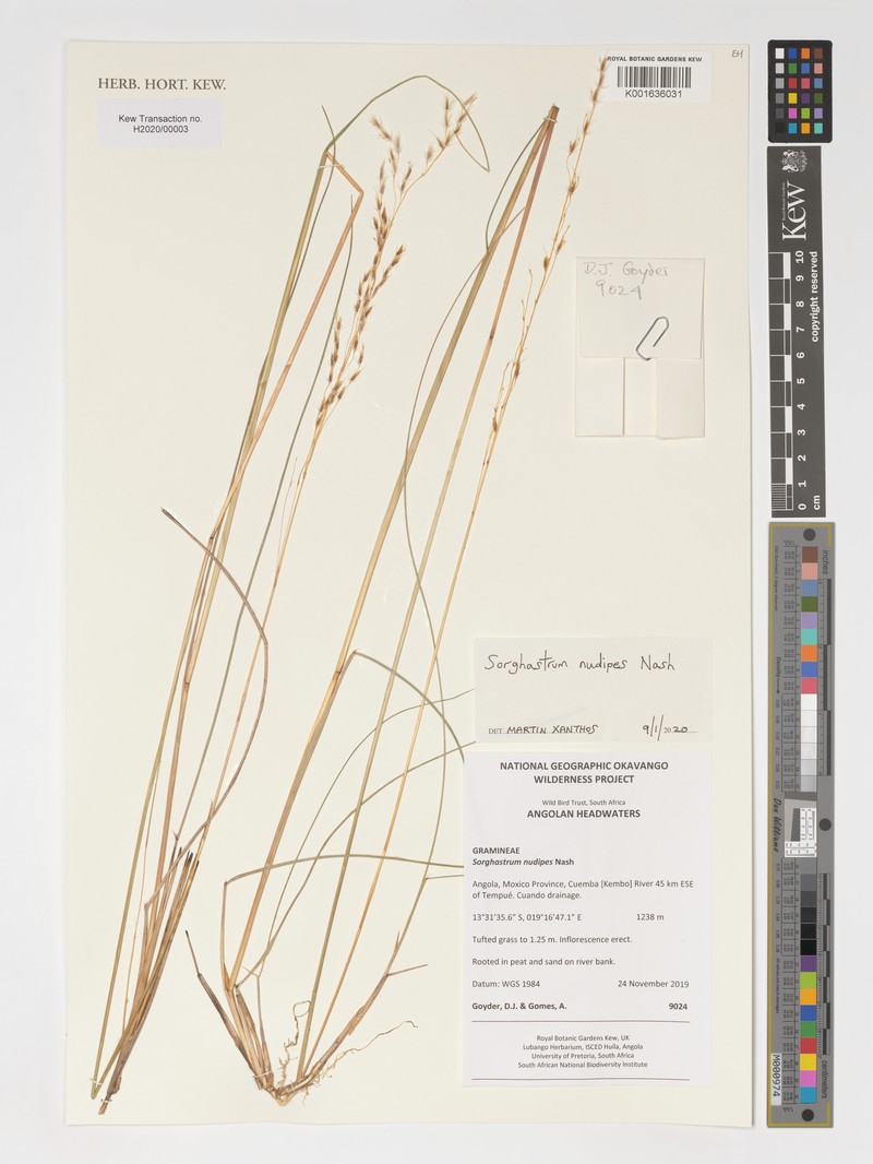 Sorghastrum nudipes photo 2