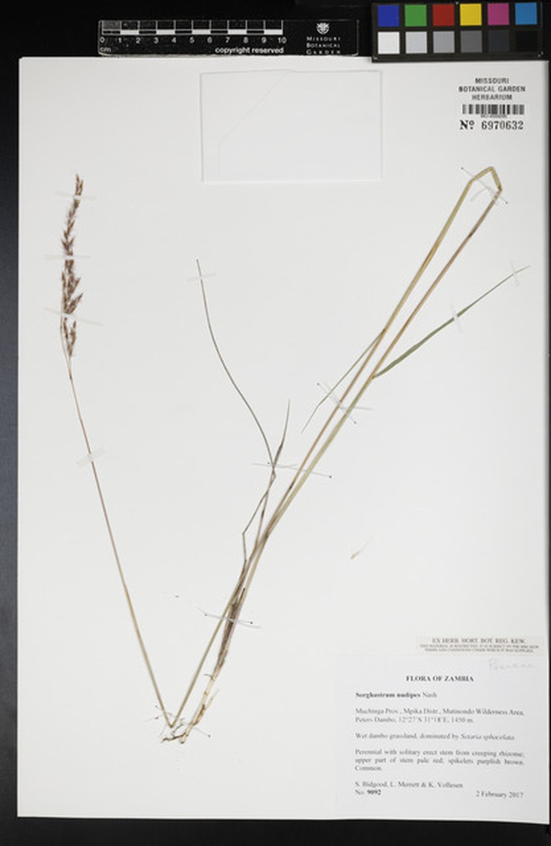 Sorghastrum nudipes photo 3