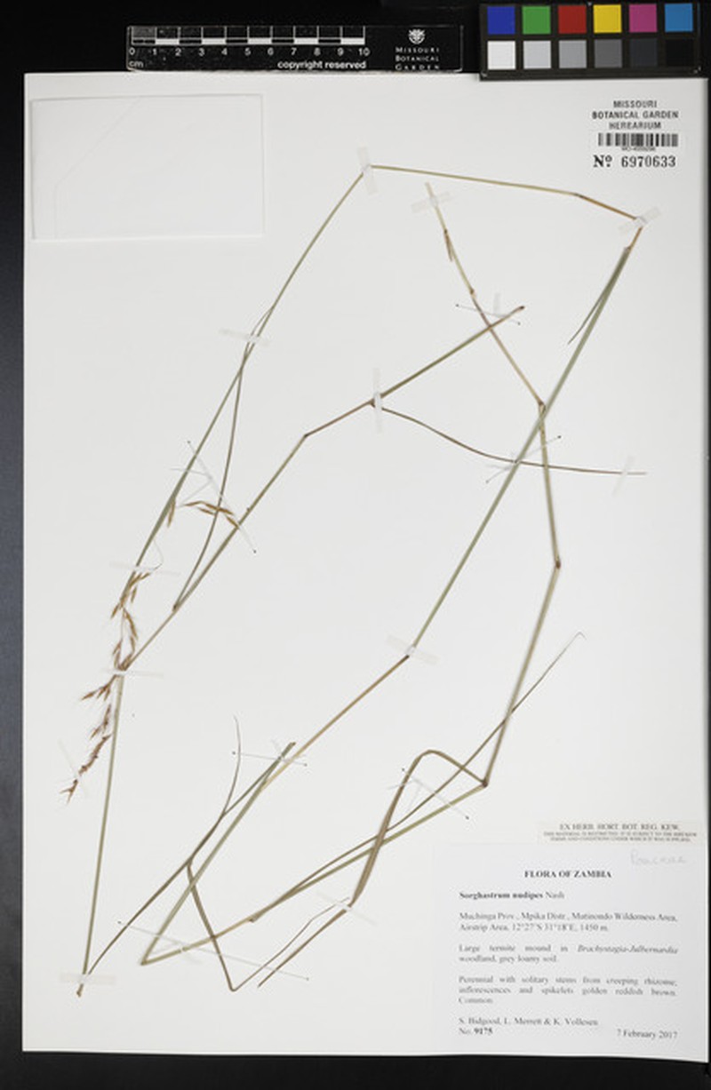Sorghastrum nudipes photo 4