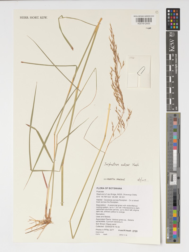 Sorghastrum nudipes photo 5