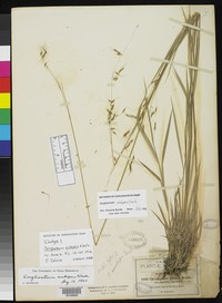 Sorghastrum nudipes