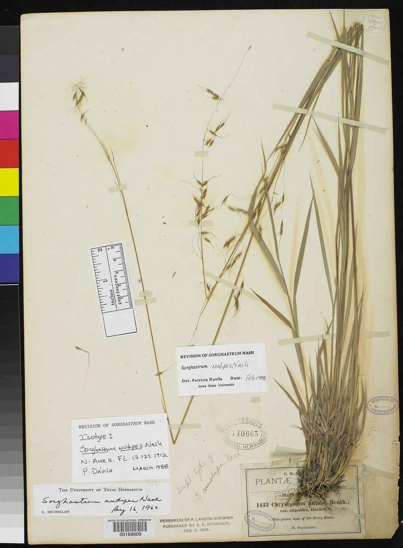 Sorghastrum nudipes