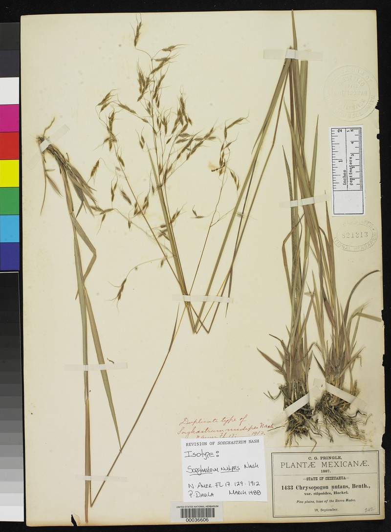 Sorghastrum nudipes photo 6