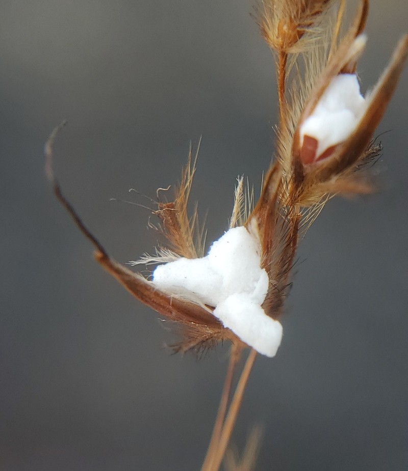 Indiangrass photo 7