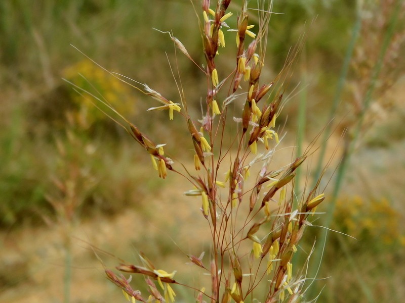 Indiangrass photo 8