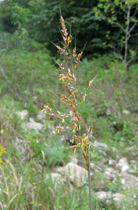 Indiangrass