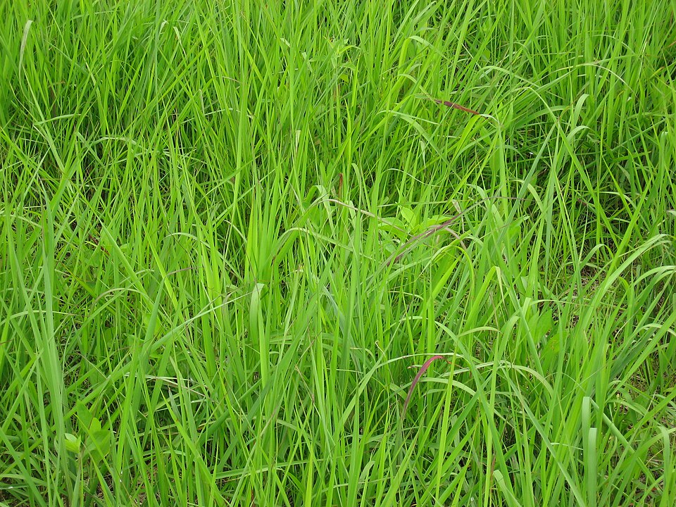 Indiangrass photo 4