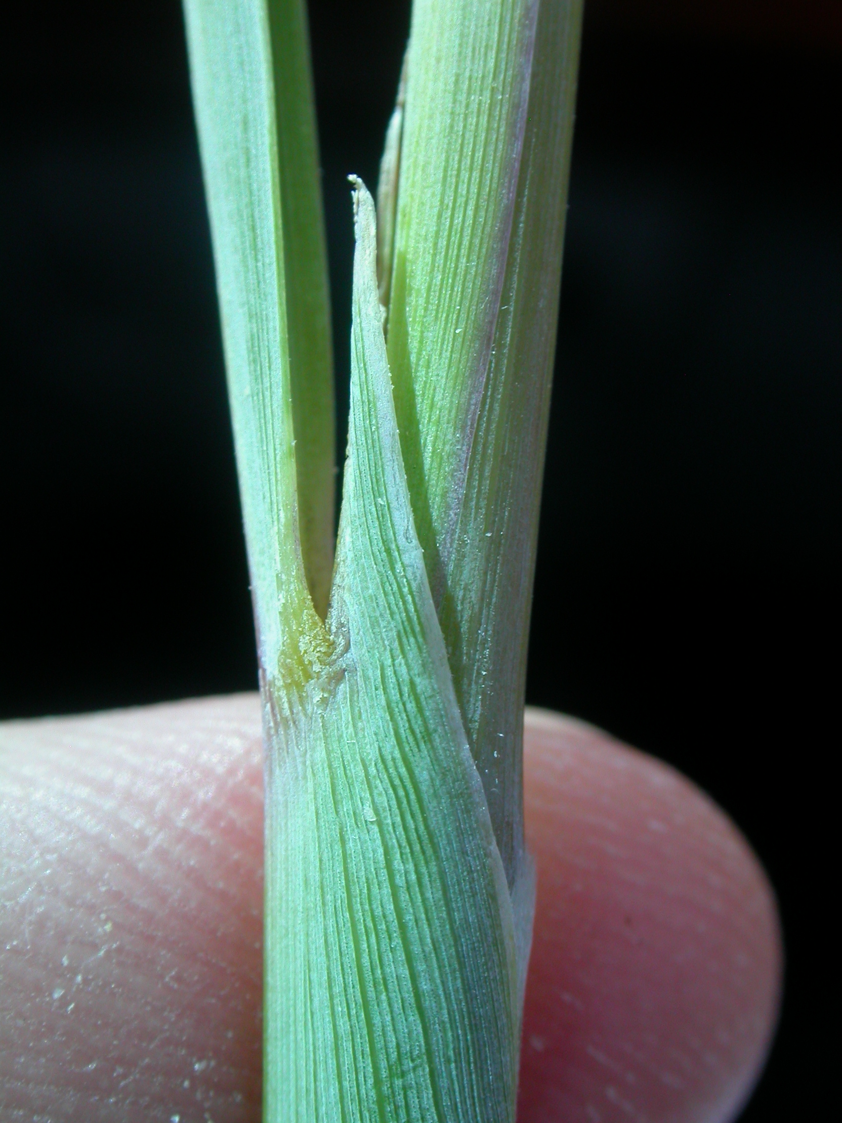Indiangrass photo 5