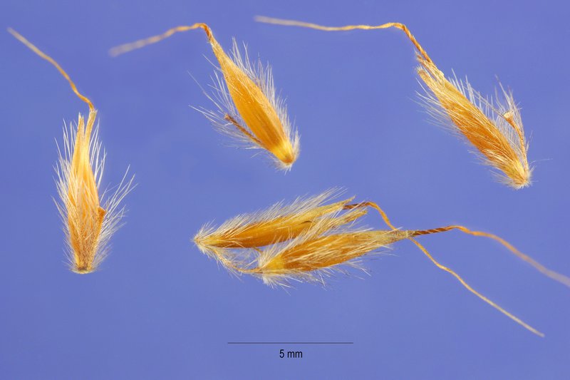 Indiangrass photo 6