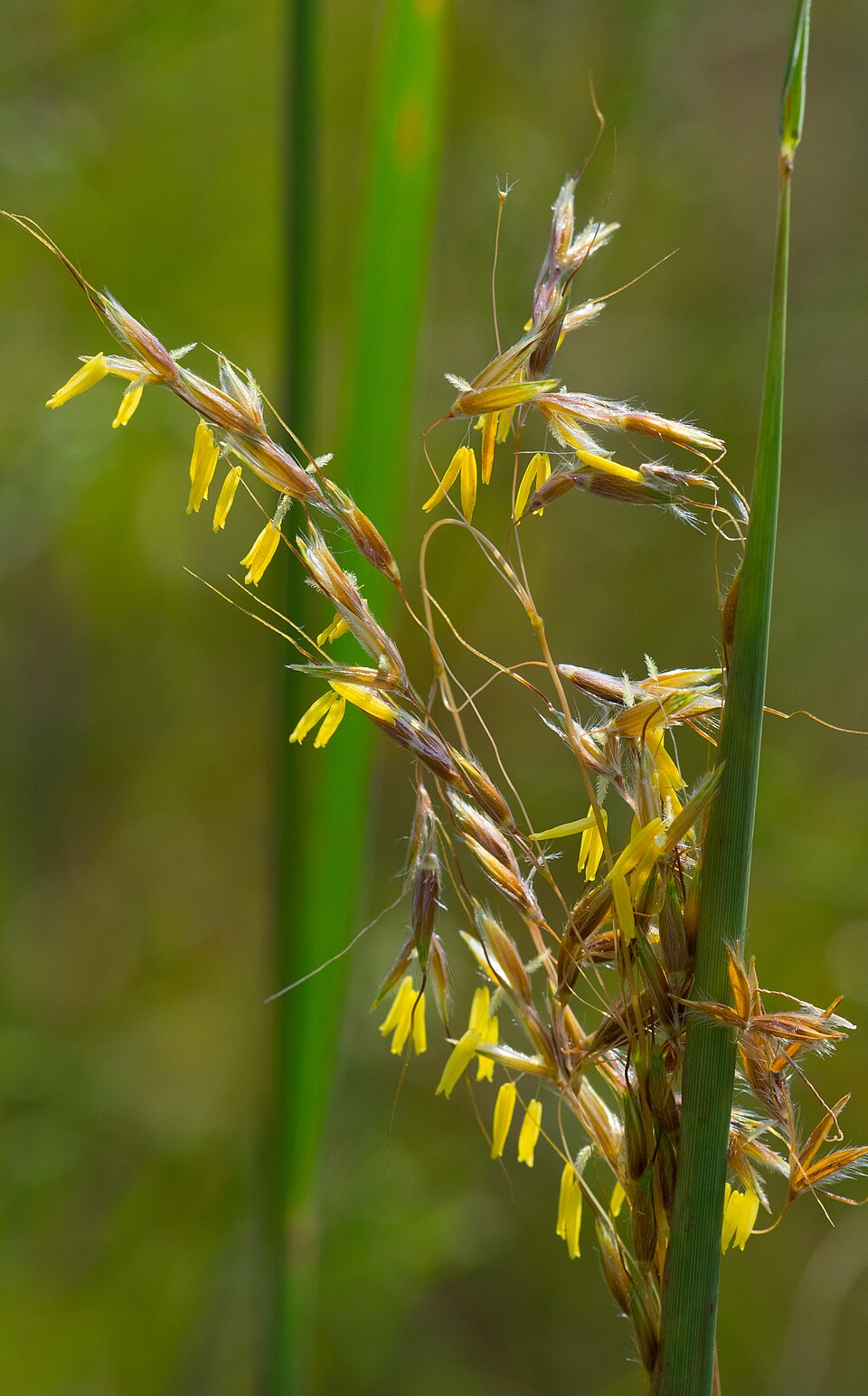 Indiangrass photo 7
