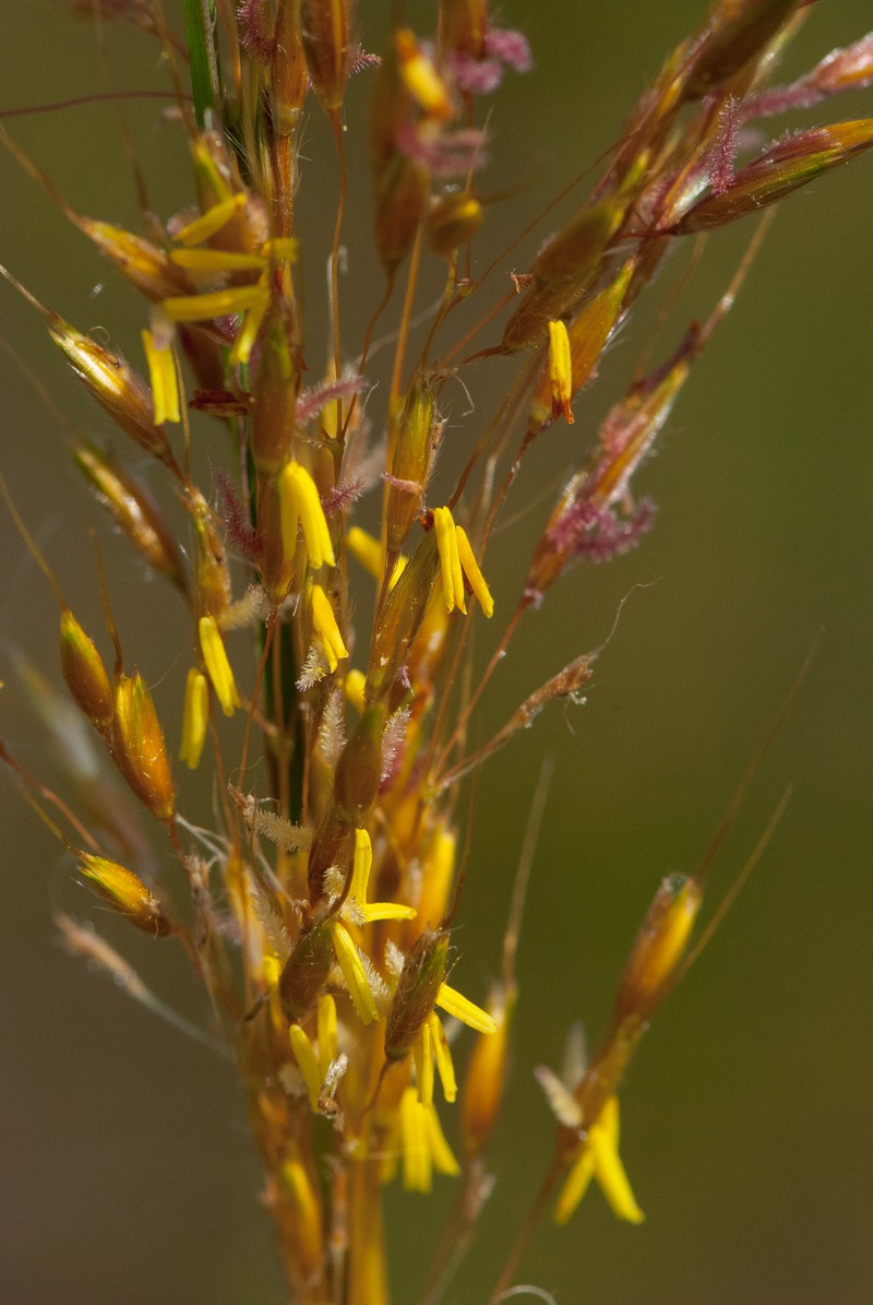 Indiangrass photo 2